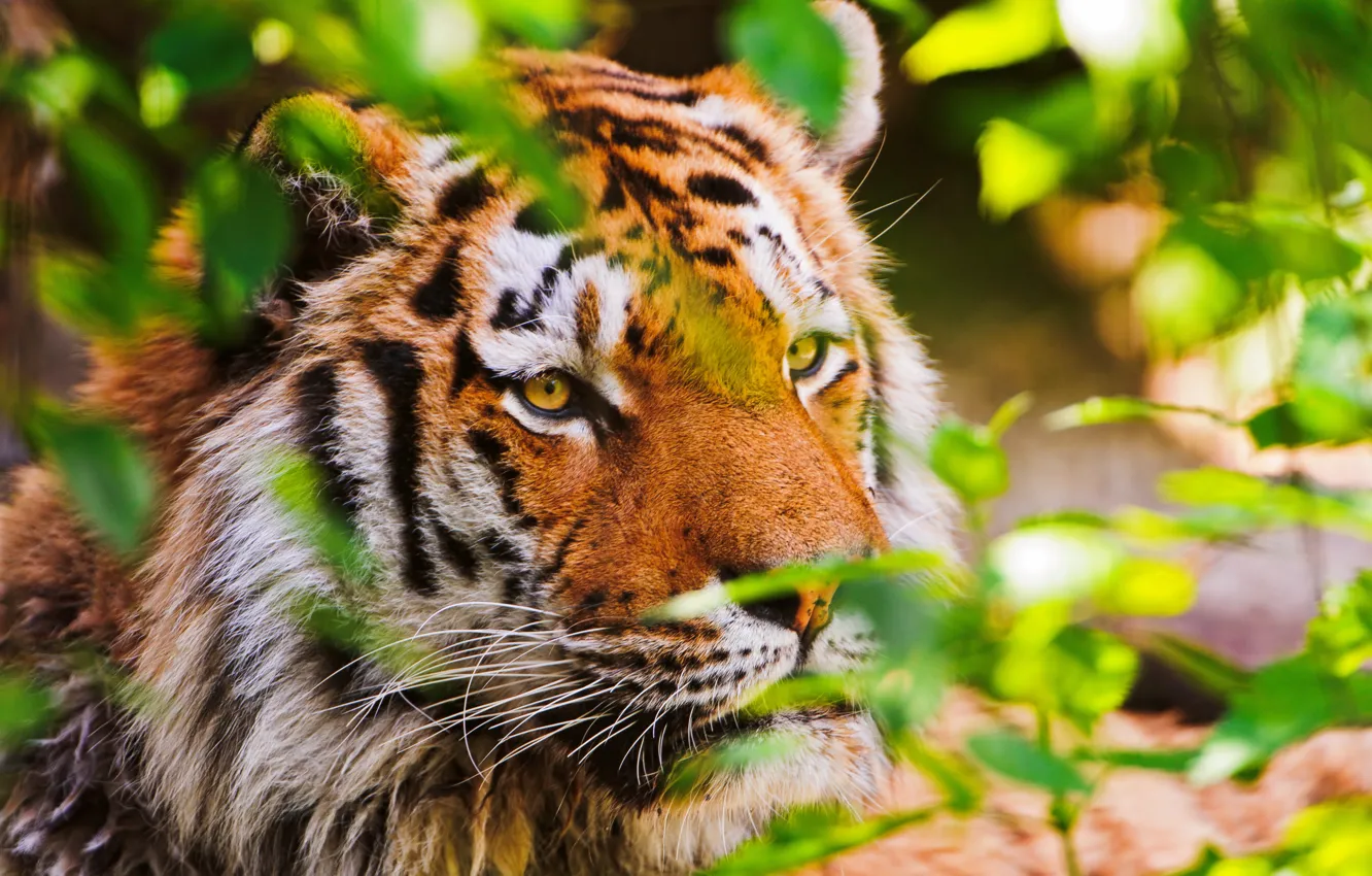 Фото обои тигр, животное, nature, tiger, большая кошка, hq wallpaper