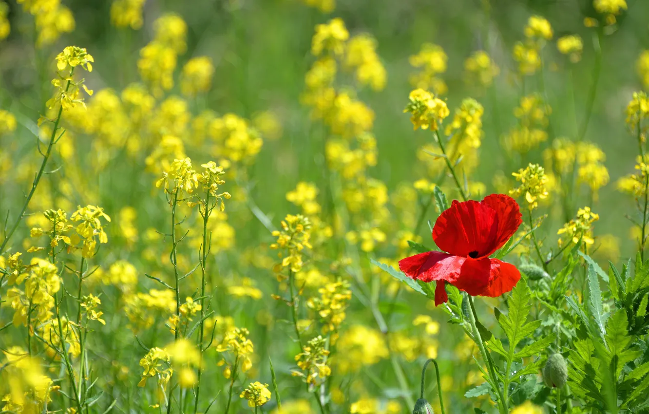 Фото обои лето, цветы, красный, мак, весна, желтые, рапс, рапсовое поле