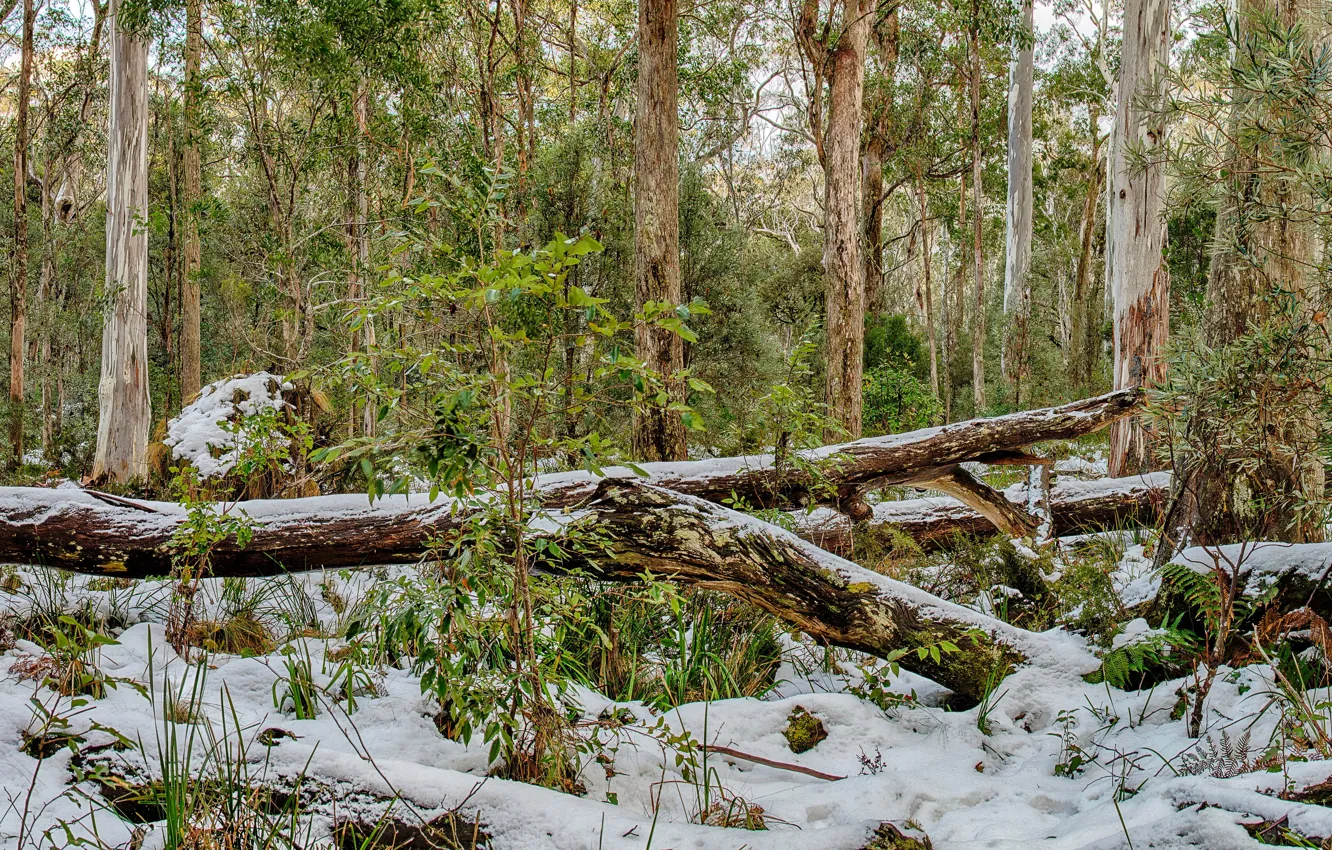 Фото обои зима, лес, снег, деревья, HDR, Австралия, Barrington Tops National Park