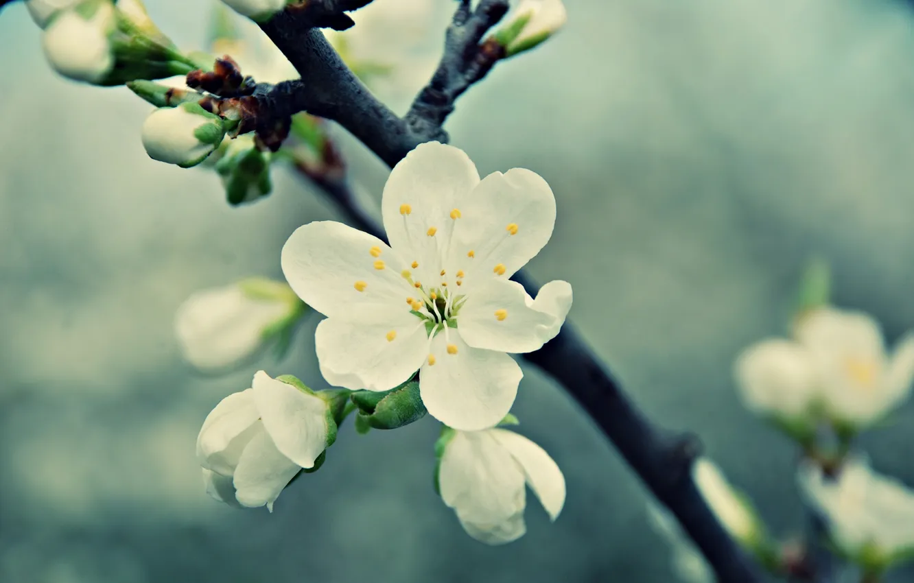 Фото обои белый, цветок, макро, вишня, ветка, весна, лепестки, цветение