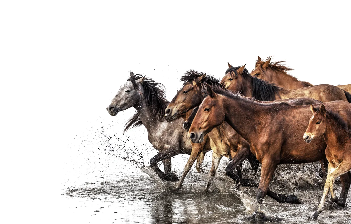 Фото обои water, horses, herd