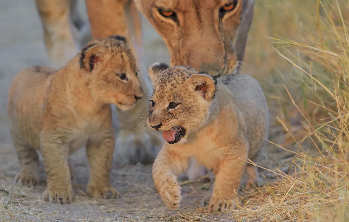 Фото обои язык, пасть, малыши, львы, львята, львица, львенок, львёнок