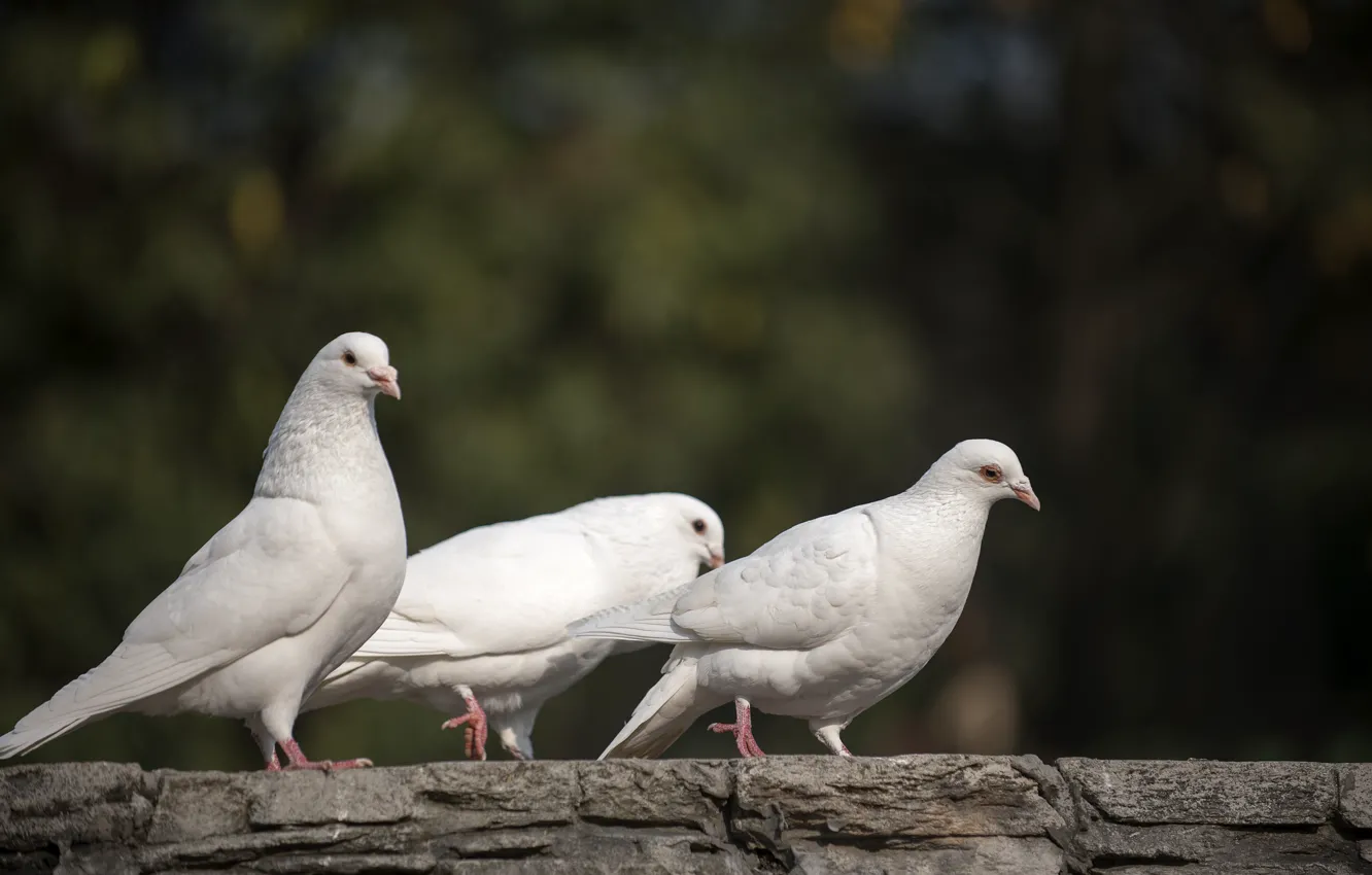 Фото обои природа, nature, белые голуби, white doves