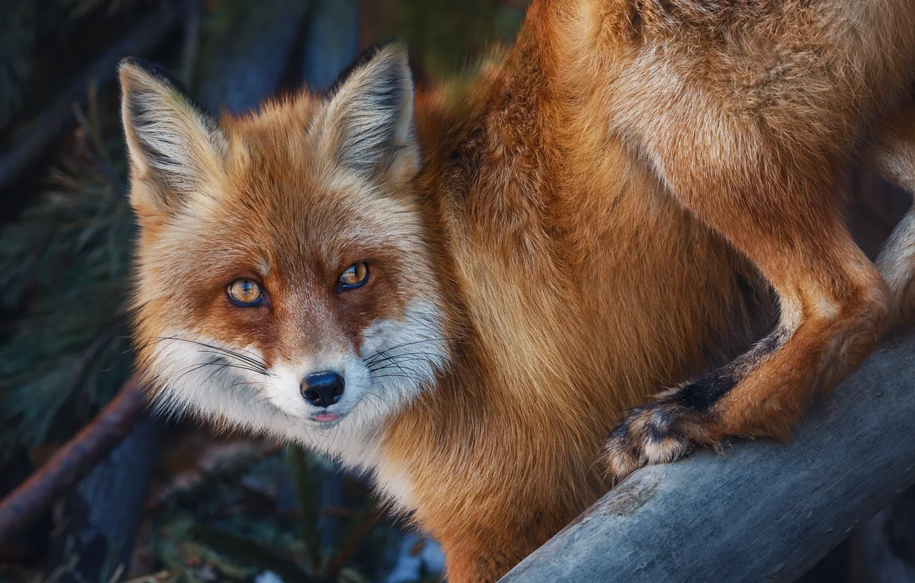 Фото обои природа, животное, лиса, лисица, Олег Богданов