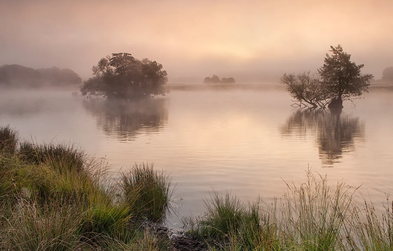 Фото обои туман, река, united kingdom, richmond park, surrey