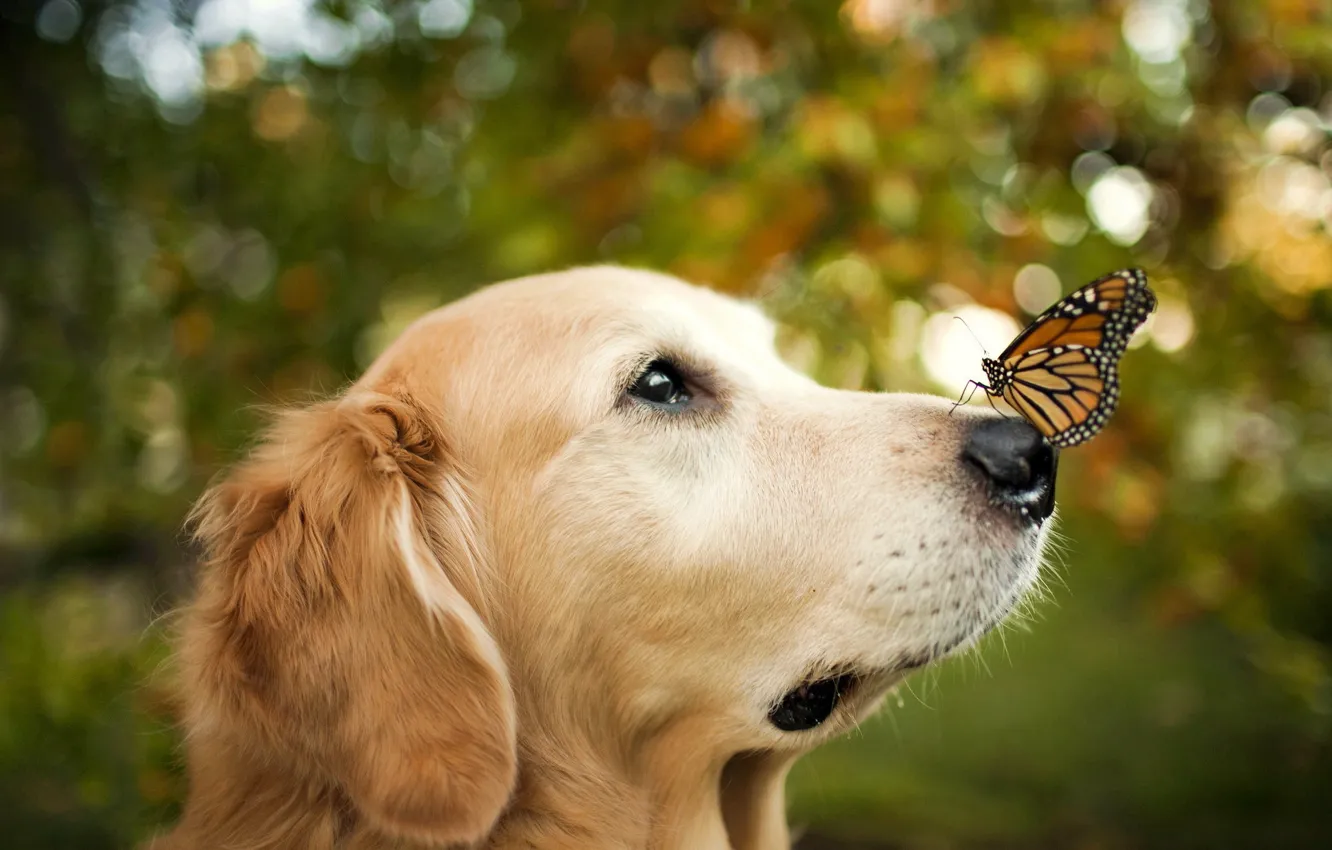 Фото обои фон, бабочка, собака