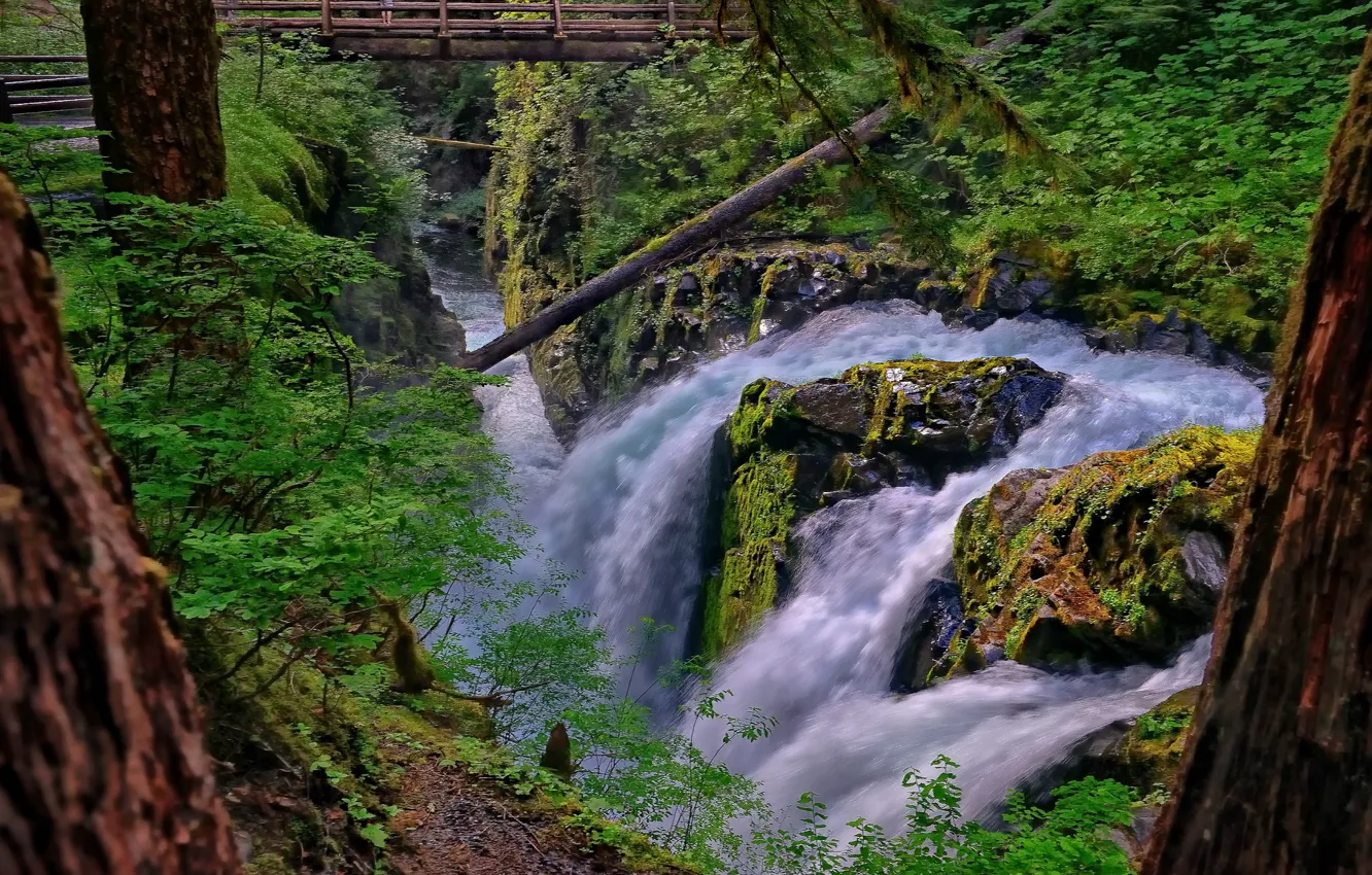 Фото обои лес, мост, река, водопад, поток, Вашингтон, Washington, Olympic National Park