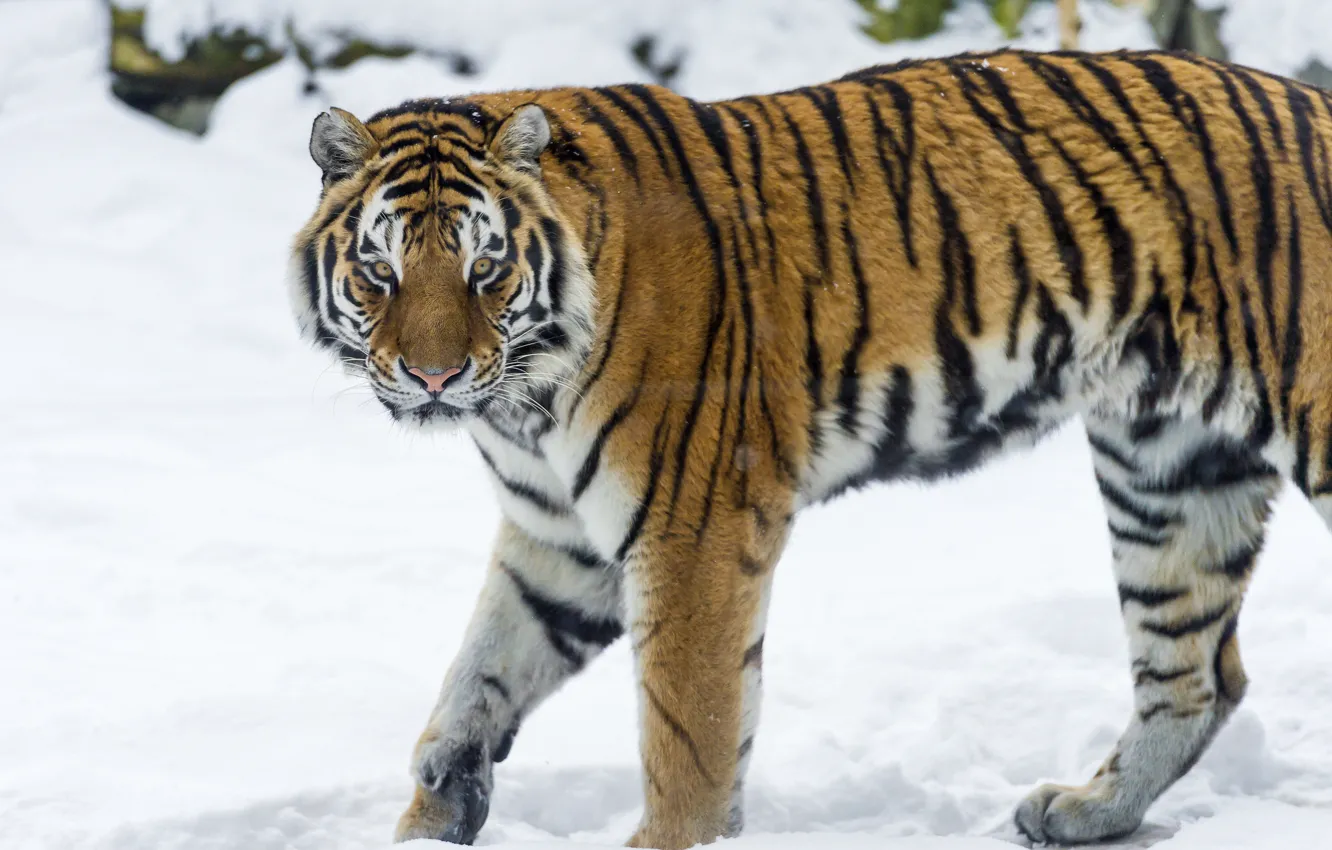 Фото обои зима, кошка, снег, тигр, хищник, амурский тигр, ©Tambako The Jaguar