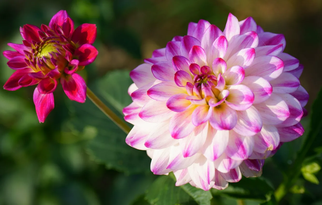 Фото обои цветок, листья, макро, фон, розовая, лепестки, сад, бутон