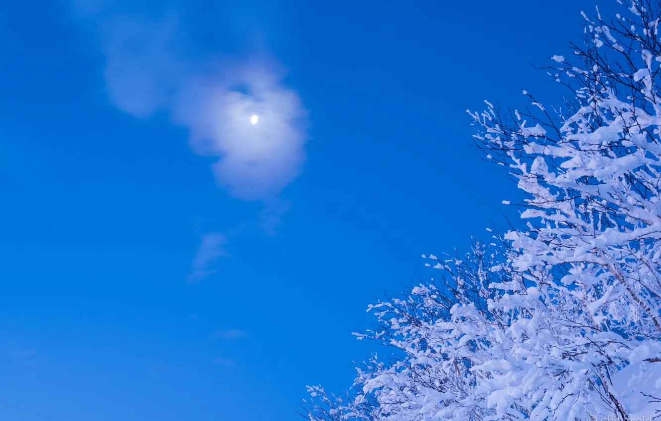 Фото обои зима, небо, снег, ветки