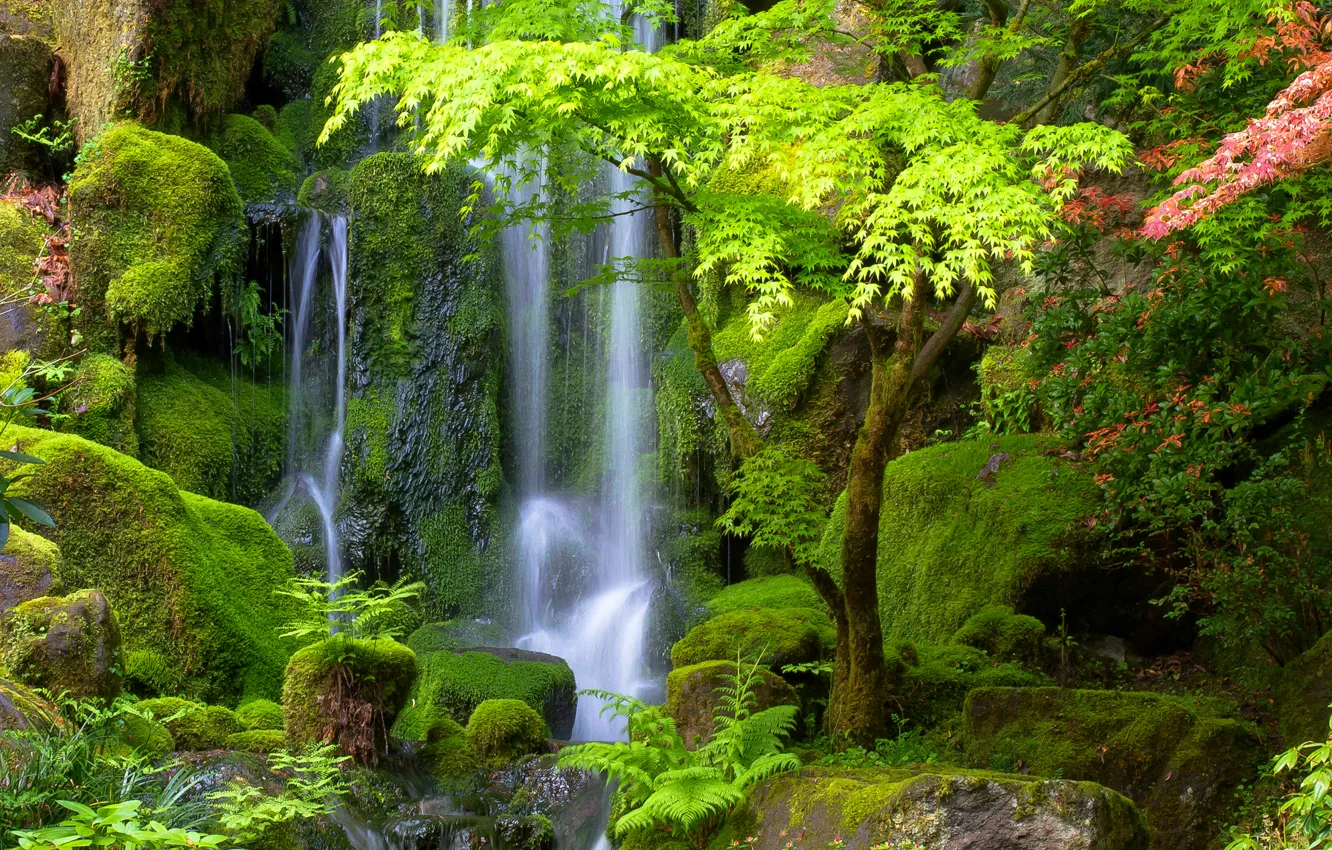 Фото обои зелень, деревья, камни, водопад, мох, поток
