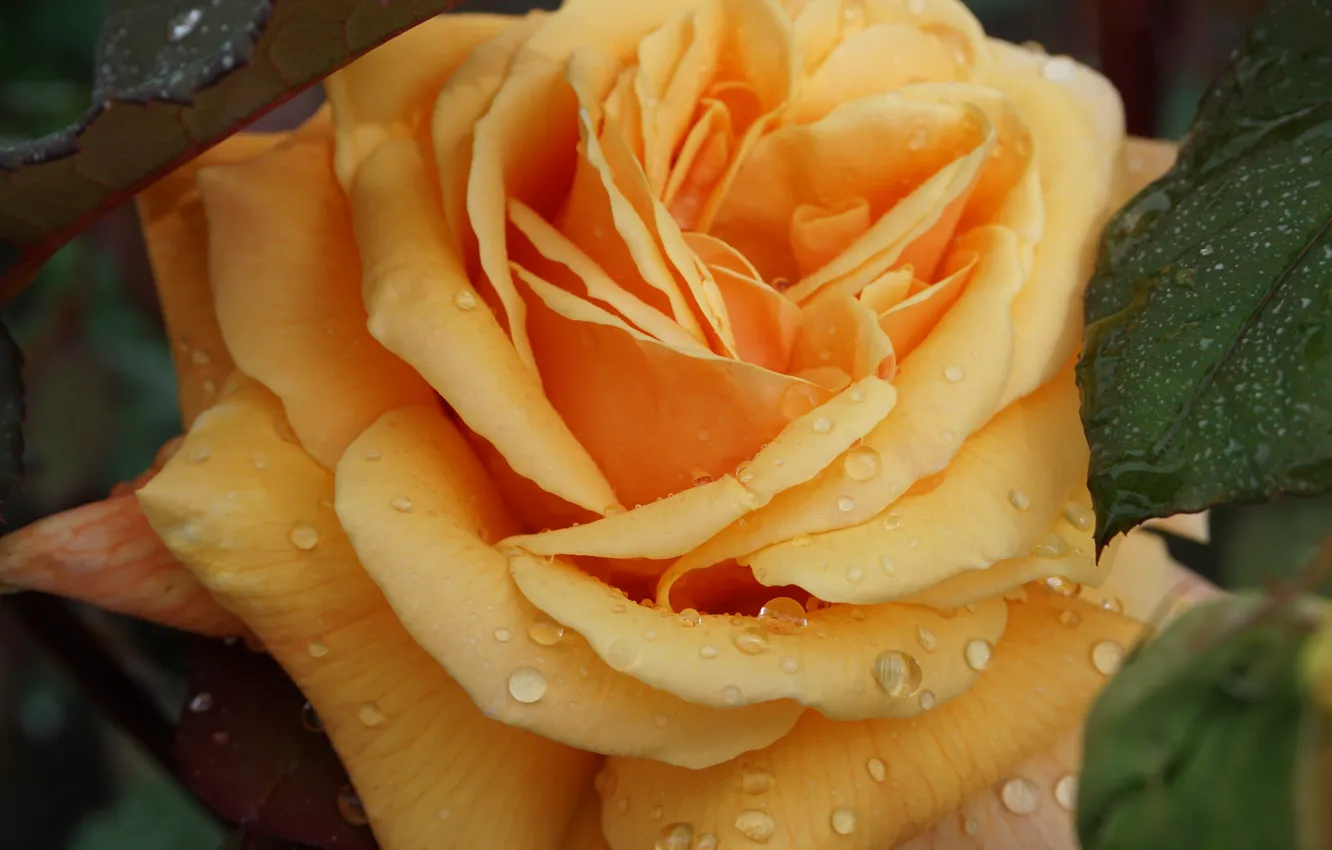 Фото обои капли, макро, роза, лепестки, бутон, жёлтая роза