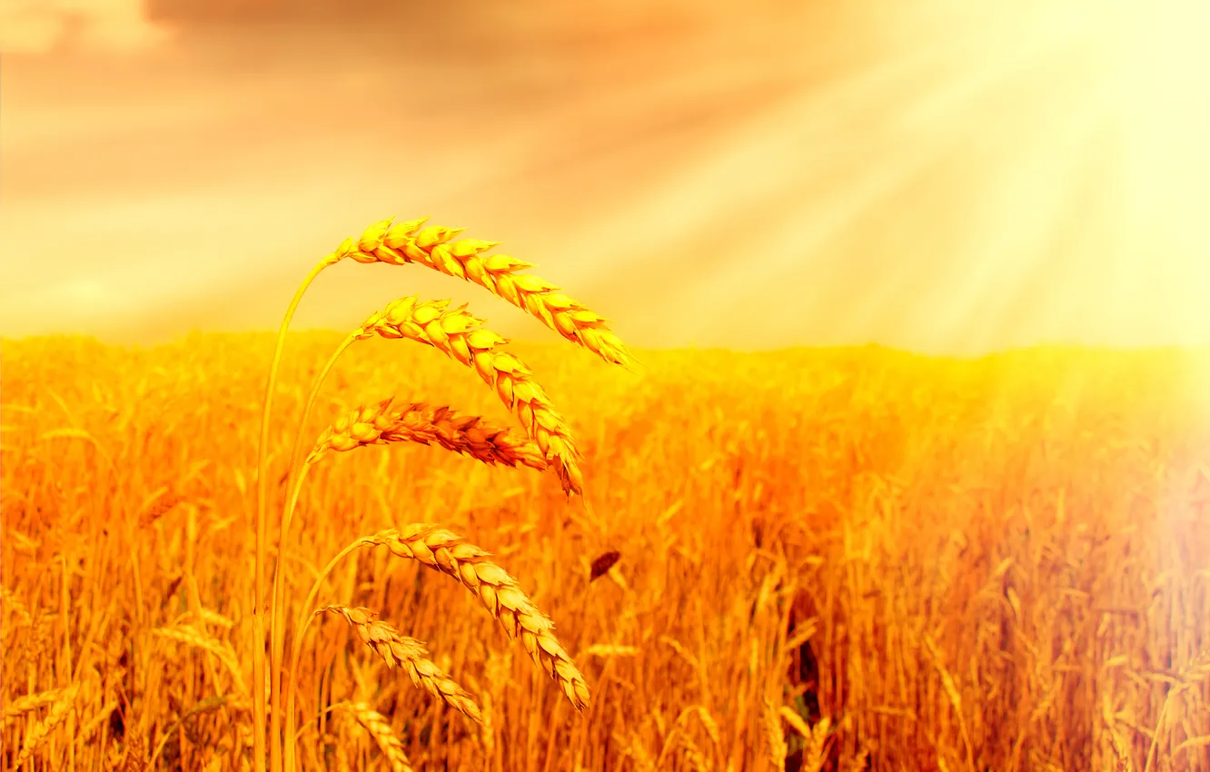 Фото обои поле, солнце, хлеб, колосья