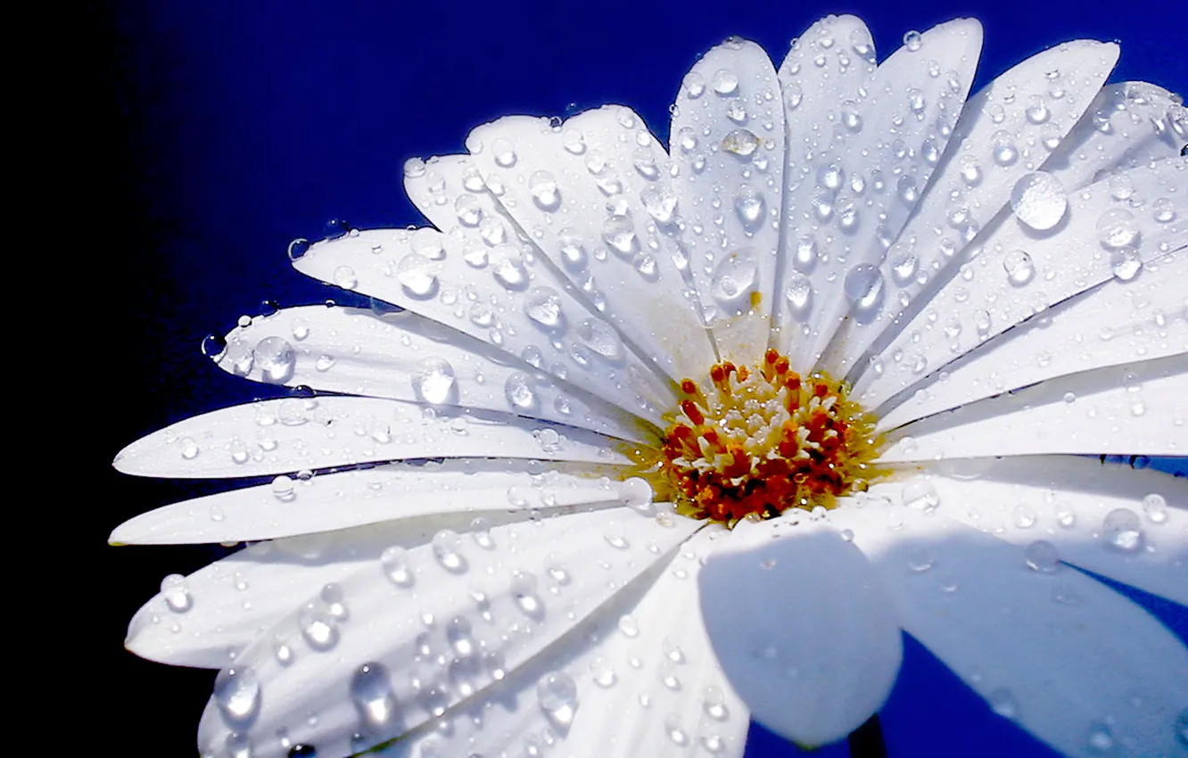Фото обои цветок, макро, ромашка, капли воды