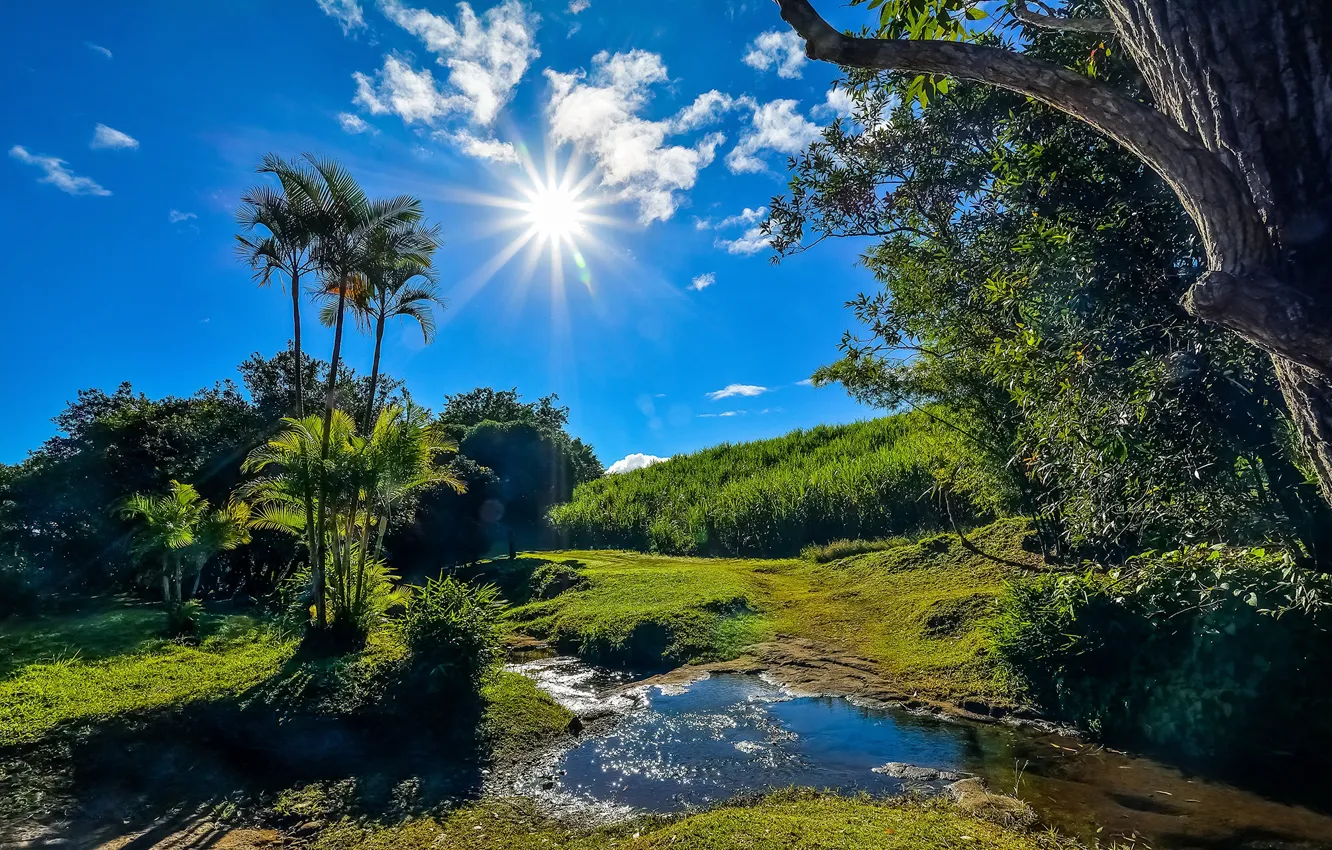 Фото обои зелень, лето, трава, солнце, облака, деревья, ручей, пальмы