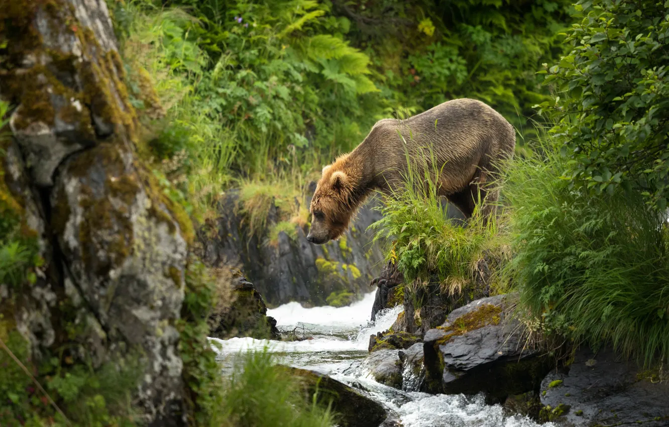 Фото обои река, медведь, бурый