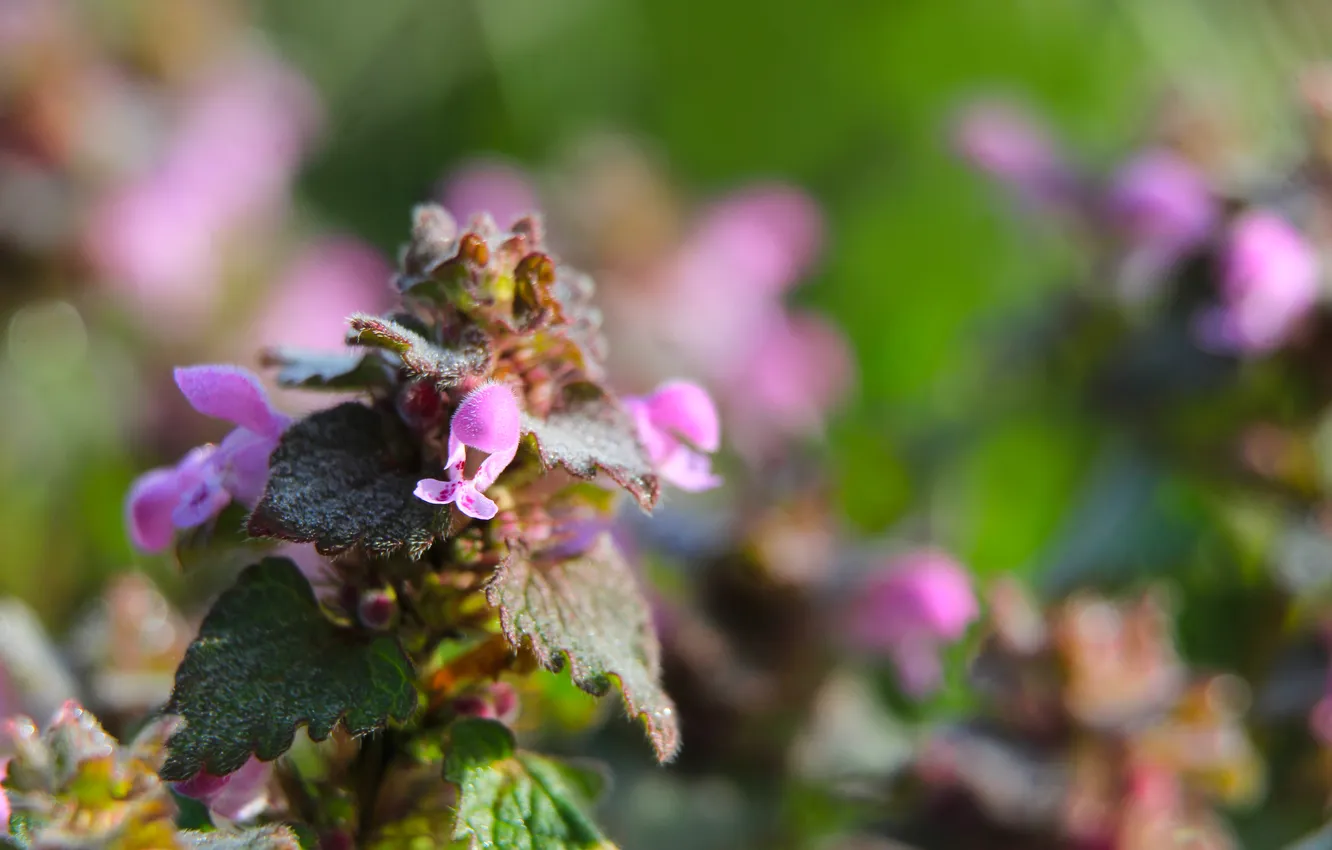 Фото обои flower, leaf, plant