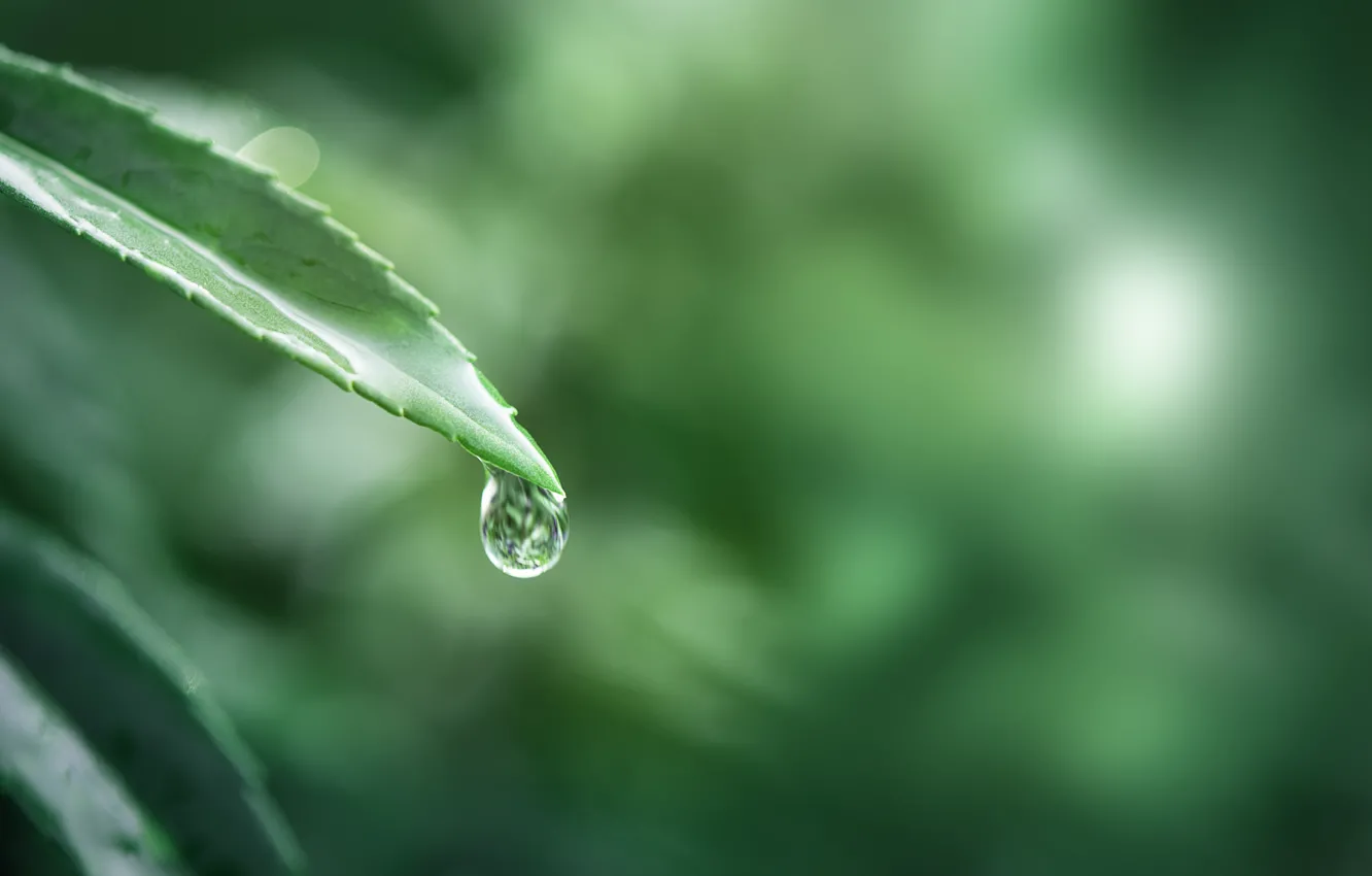 Фото обои вода, макро, природа, лист, капля, Дождь, Боке