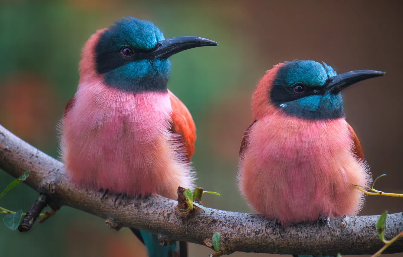 Фото обои птицы, две, ветка, колибри, розовые, парочка, дуэт, яркое оперение