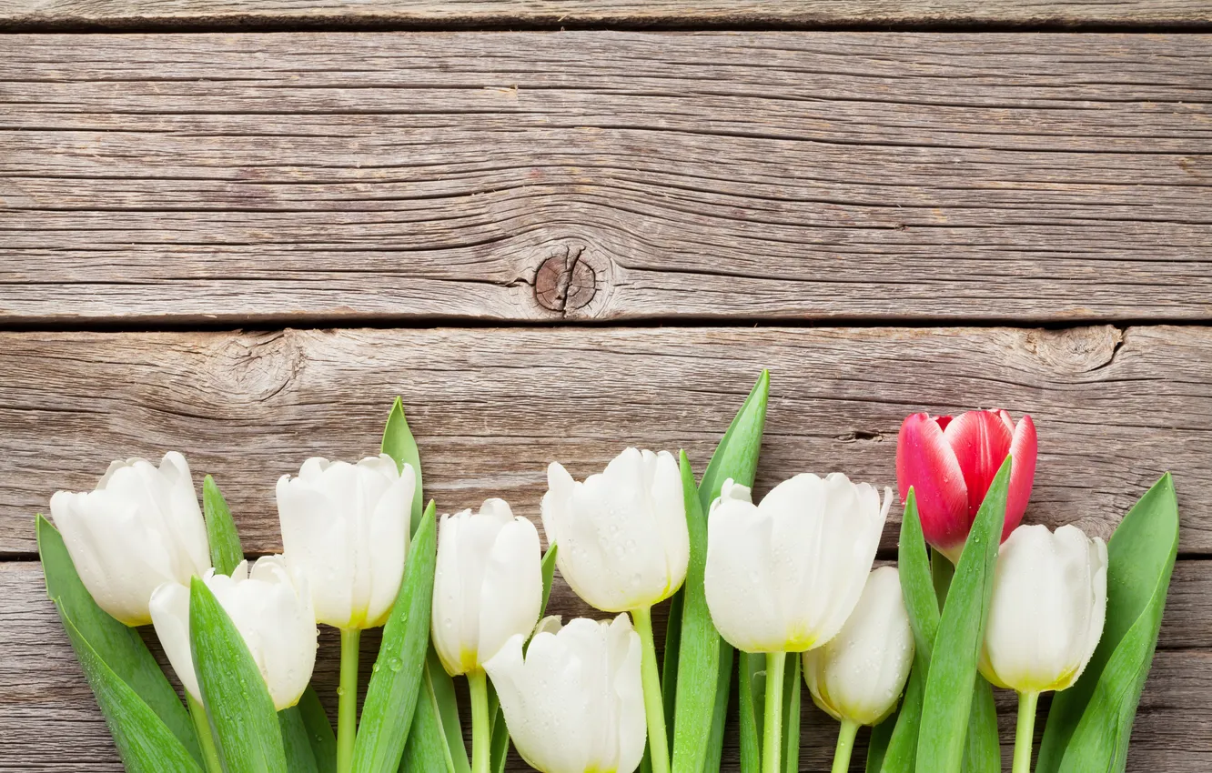Фото обои цветы, букет, тюльпаны, white, wood, flowers, tulips, bouquet