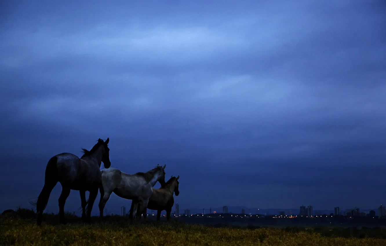 Фото обои поле, небо, облака, ночь, синий, лошади, сумерки, Бразилия