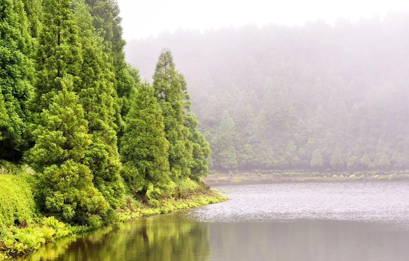 Фото обои вода, деревья, зеленые