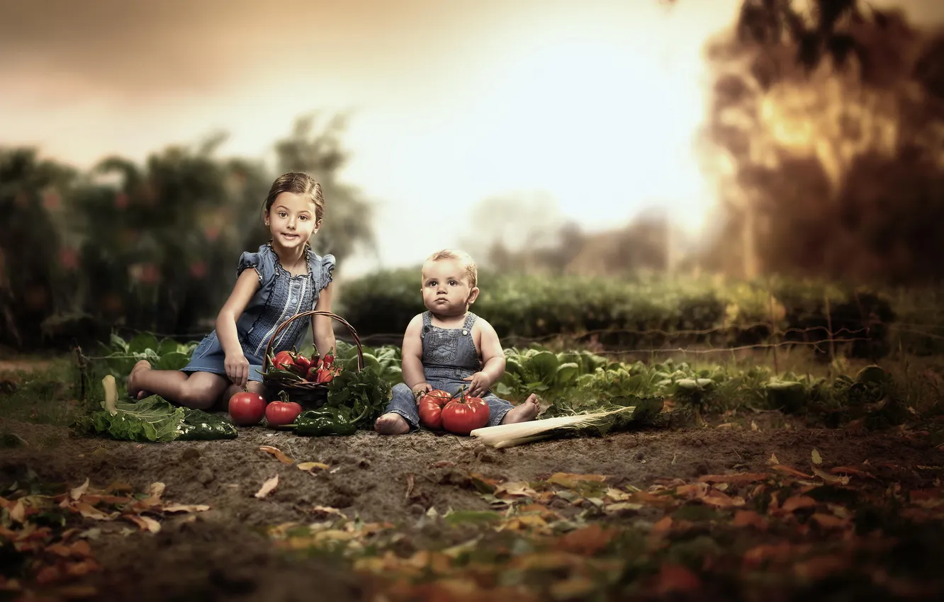 Фото обои мальчик, девочка, томаты, грядка