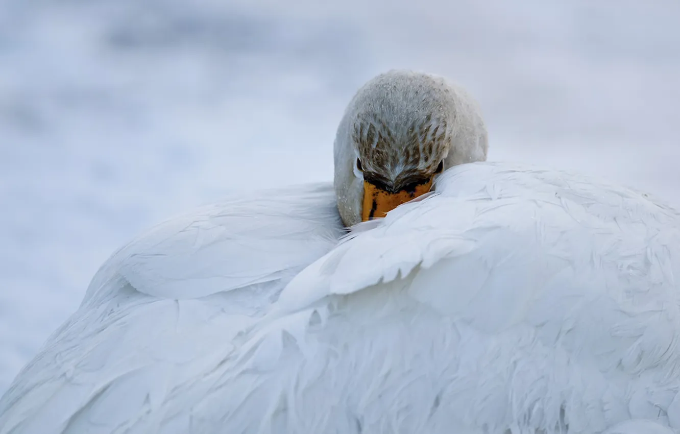 Фото обои крылья, нос, лебедь
