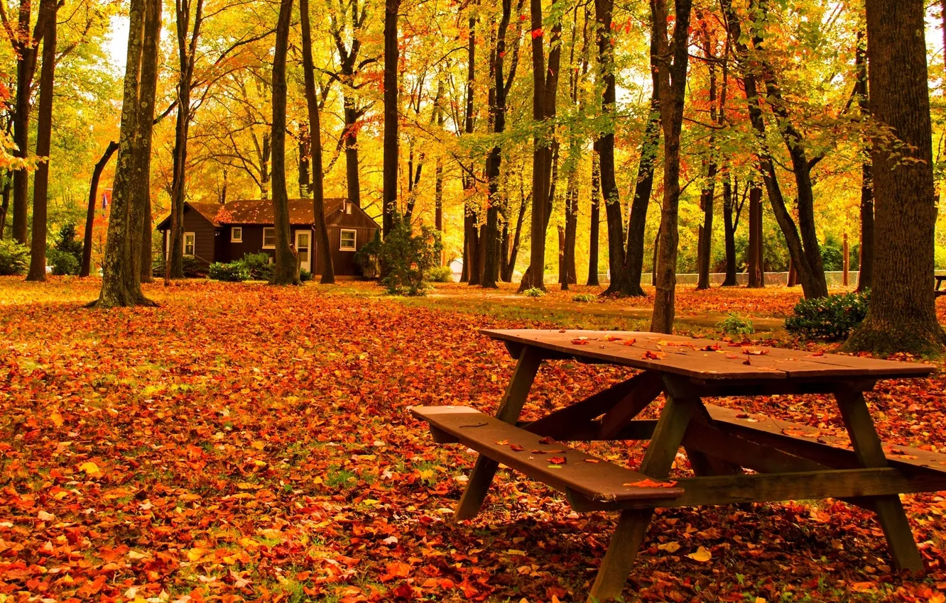 Фото обои дорога, осень, лес, листья, деревья, скамейка, природа, дом
