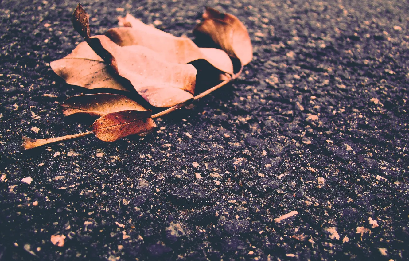 Фото обои зима, асфальт, листья, Осень, орех