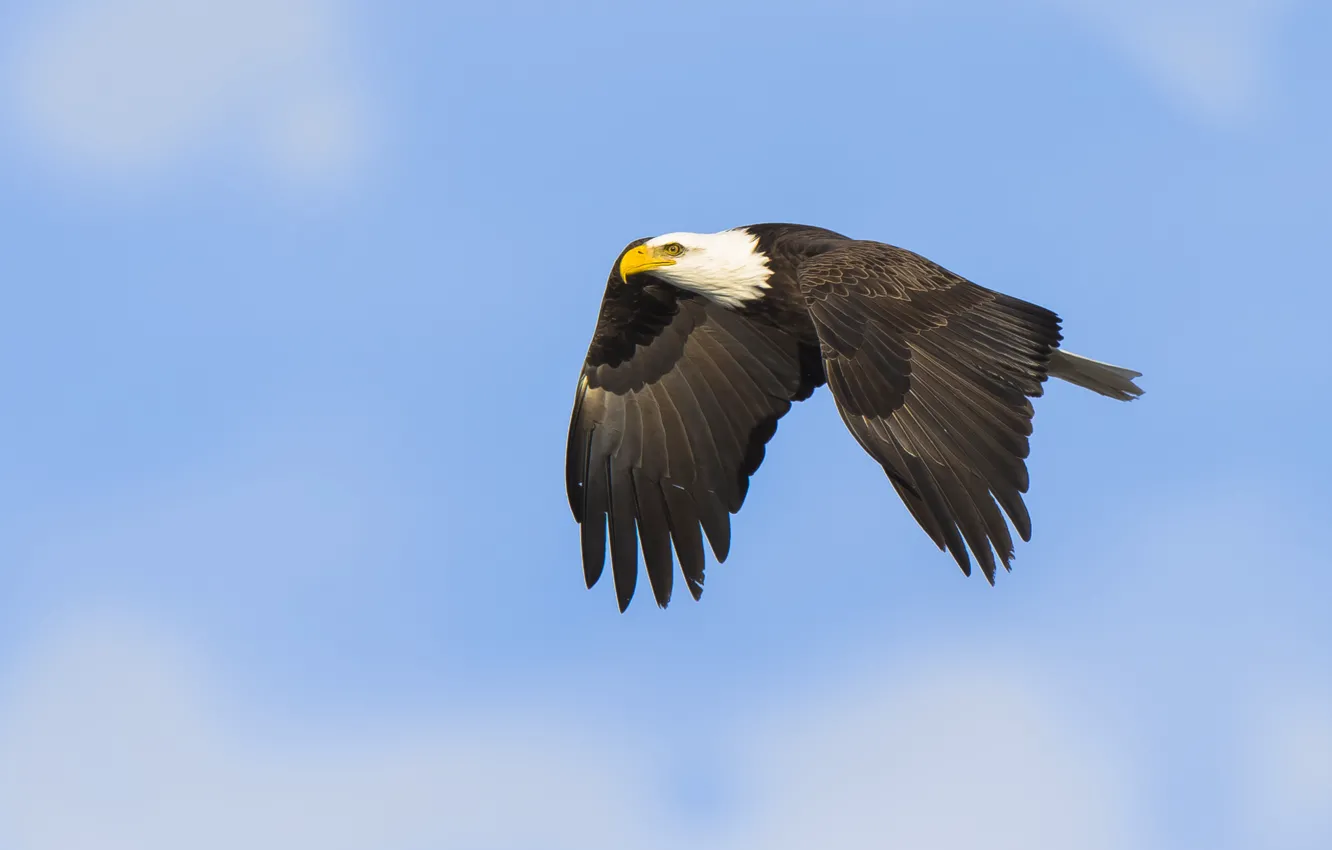 Фото обои sky, flight, bald eagle