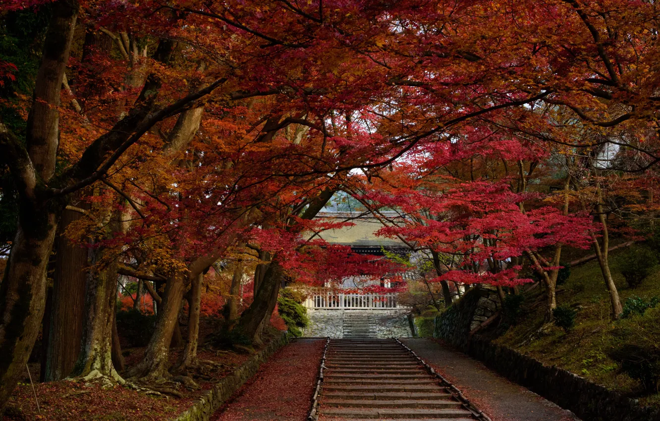 Фото обои Природа, Осень, Деревья, Япония, Листья, Храм, Ступеньки
