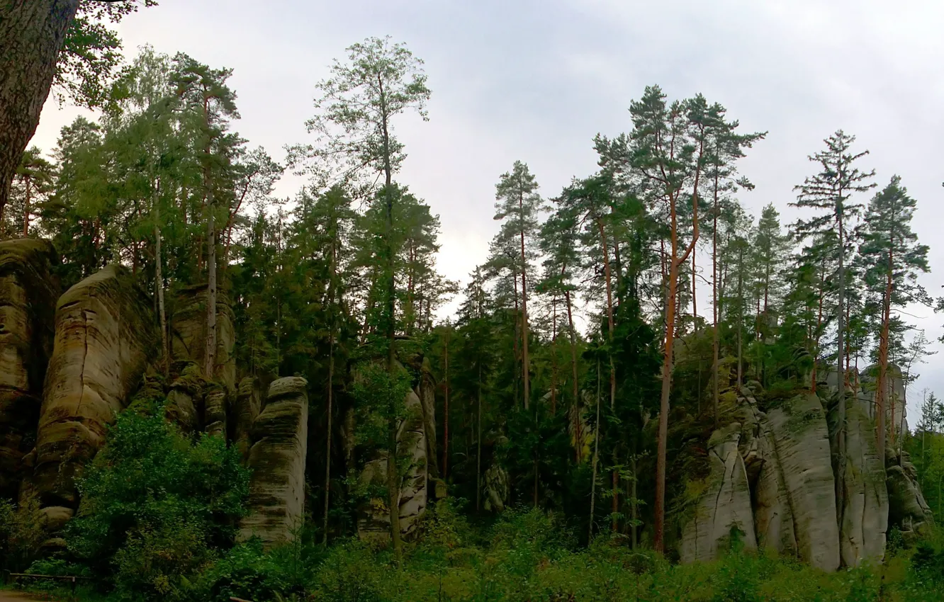 Фото обои зелень, лес, небо, деревья, камни, скалы, кусты