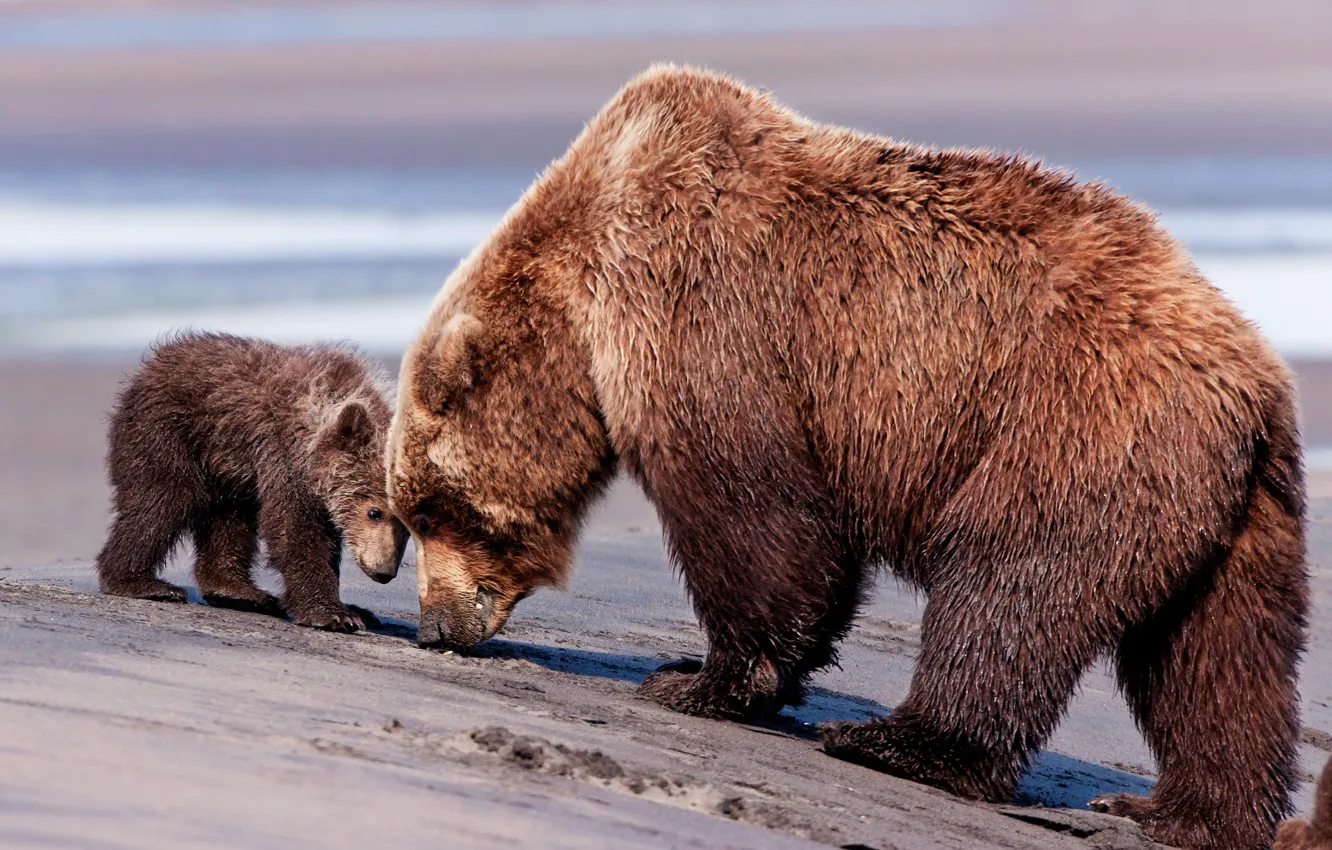 Фото обои медведь, мишка, мама, бурый медведь, сын, бурые медведи
