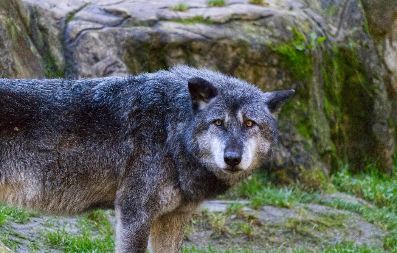 Фото обои fantasy, Predator, nature, art, snow, face, animal, wolf