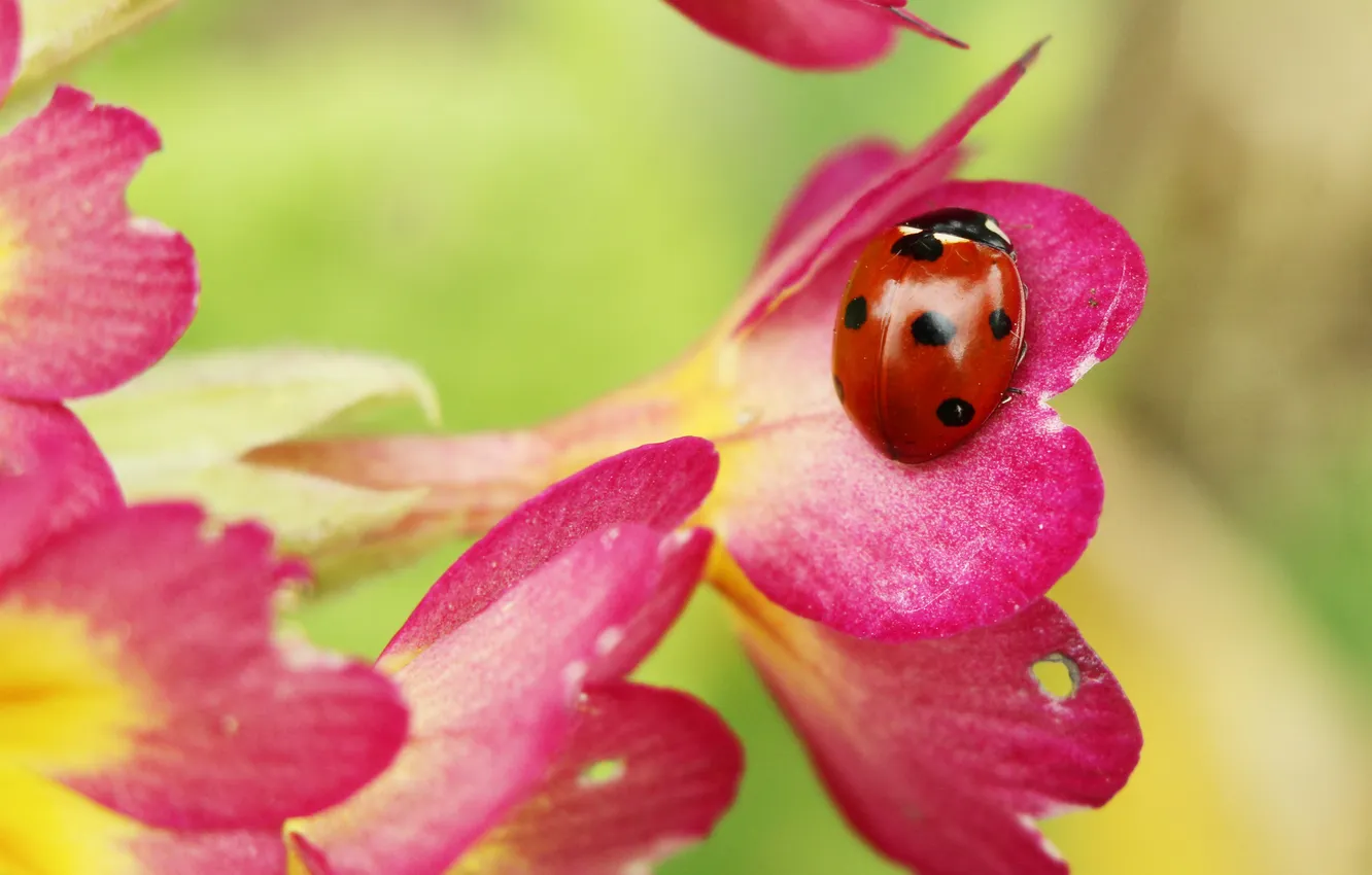 Фото обои flowers, ladybug, primroses