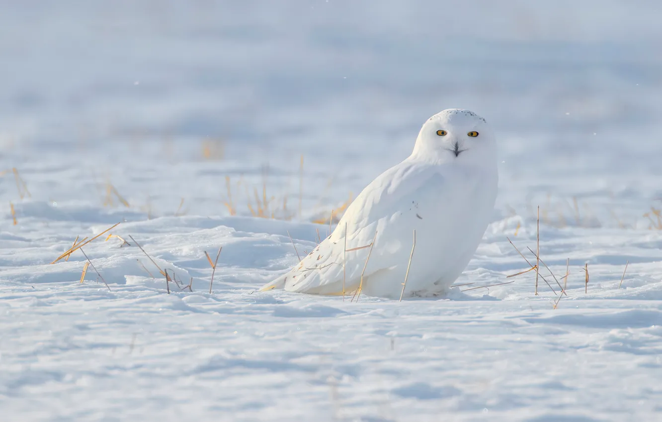 Фото обои зима, снег, сова, птица, белая, полярная