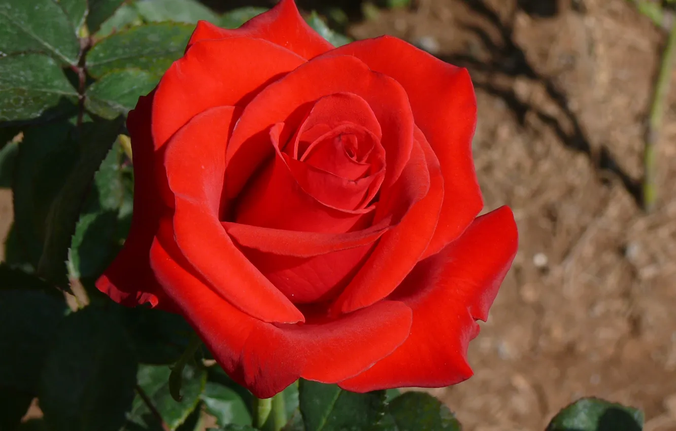 Фото обои Боке, Red rose, Красная роза