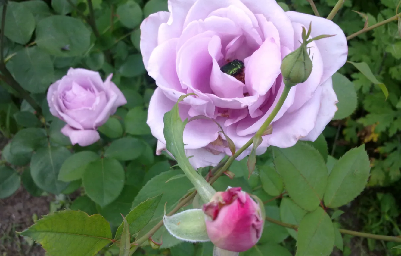 Фото обои цветы, Розы, жучок, июнь