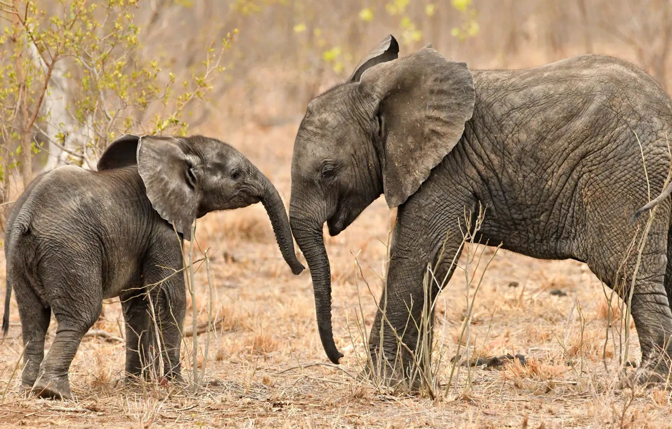 Фото обои малыш, слоны, хобот