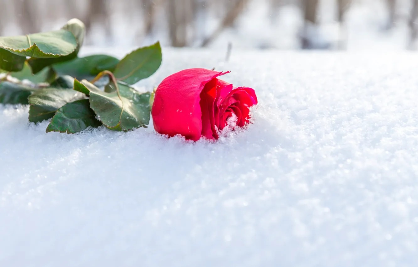 Фото обои зима, цветок, листья, солнце, снег, роза, бутон, лежит