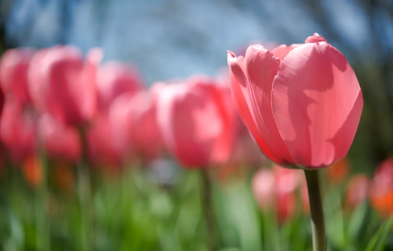 Фото обои цветок, солнце, свет, природа, тепло, розовый, поляна, тюльпан