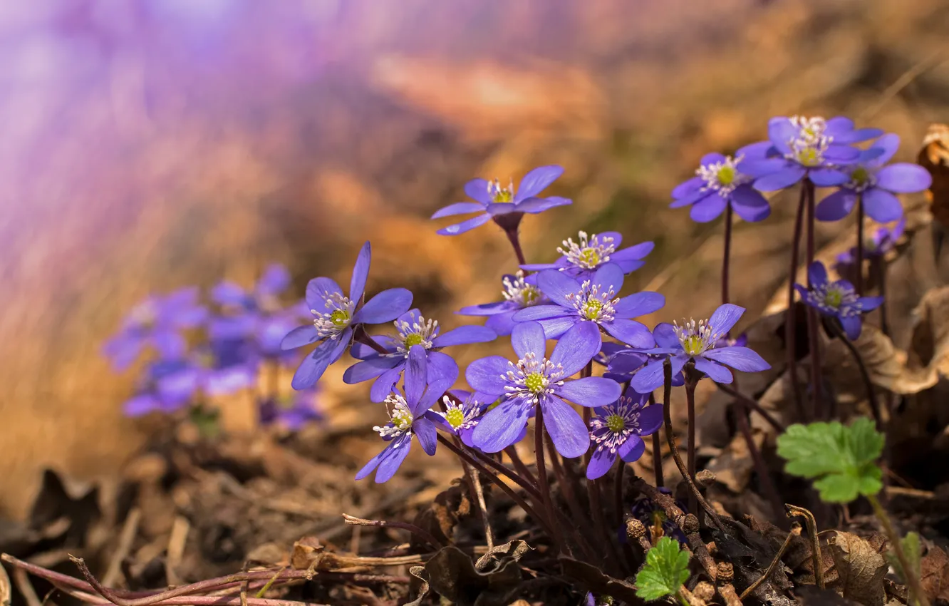 Фото обои цветы, весна, Перелеска, Печёночница