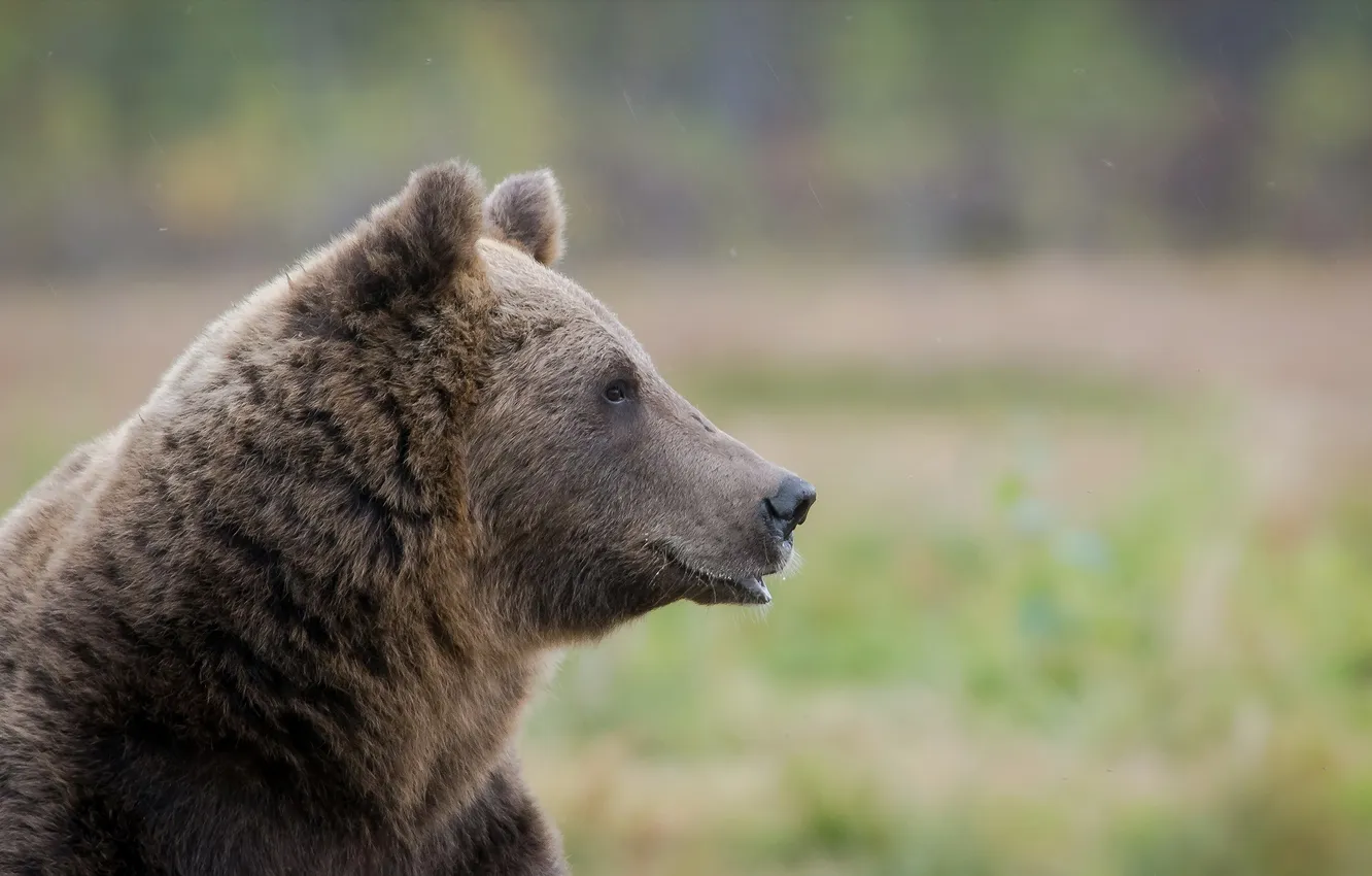 Фото обои природа, фон, brown bear