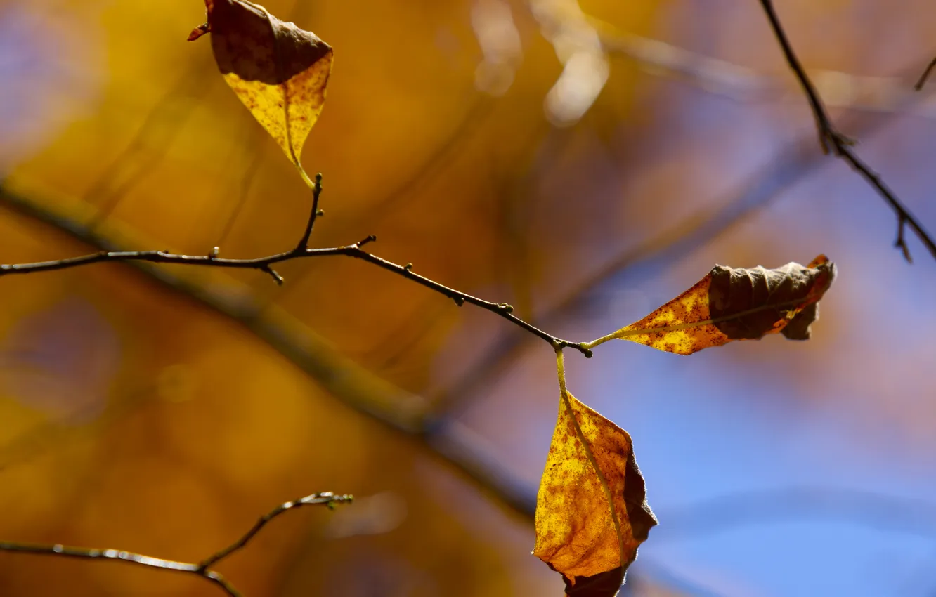 Фото обои осень, макро, листва, ветка