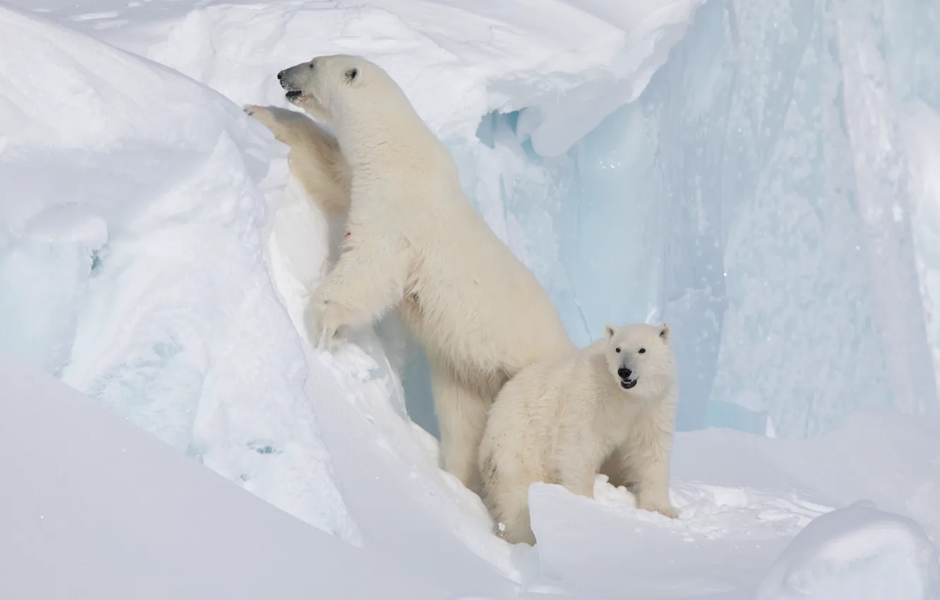 Фото обои снег, айсберг, медвежонок, медведица, Белые медведи, Полярные медведи