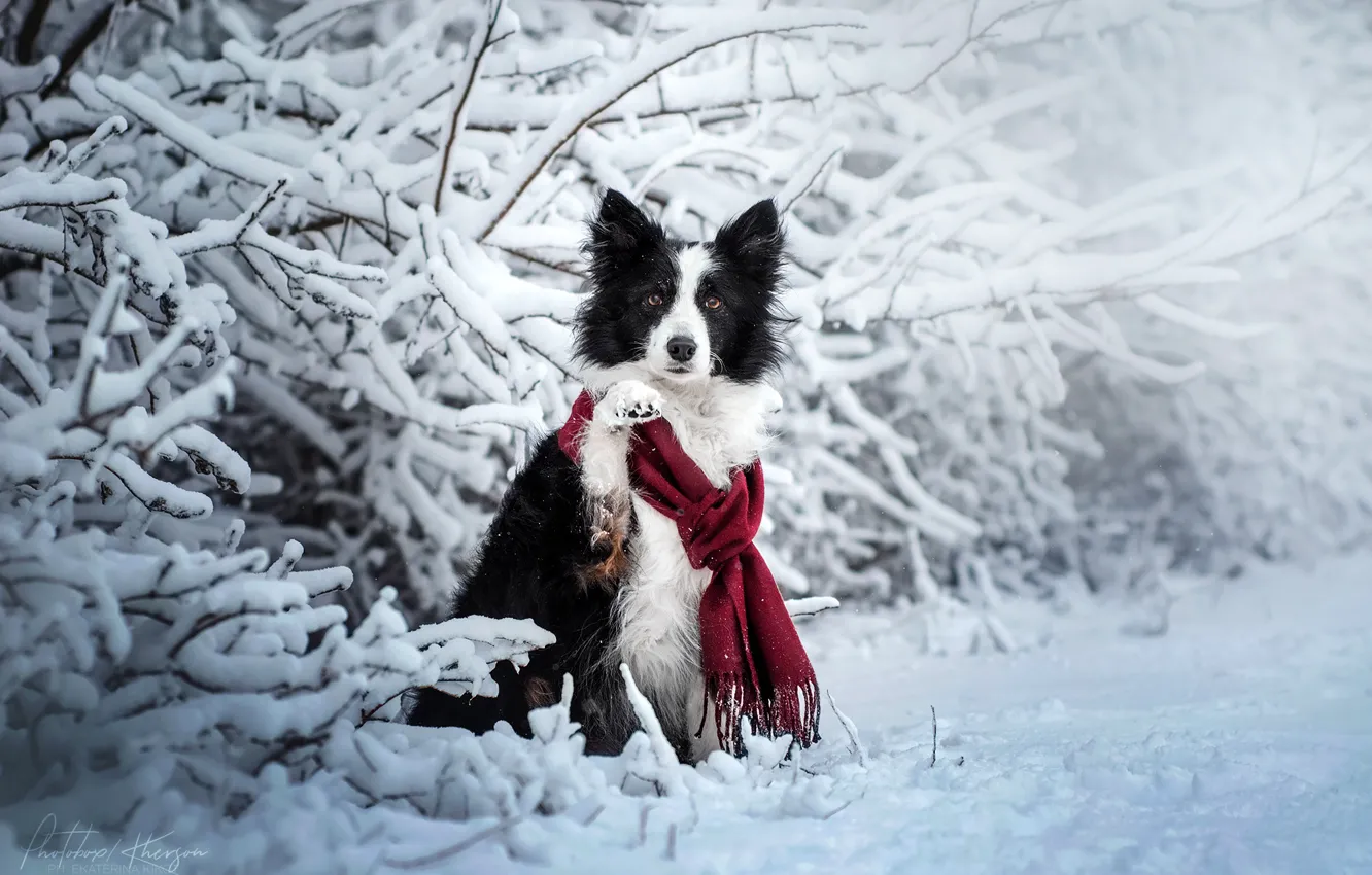 Фото обои зима, снег, ветки, собака, шарф, Бордер-колли, Екатерина Кикоть