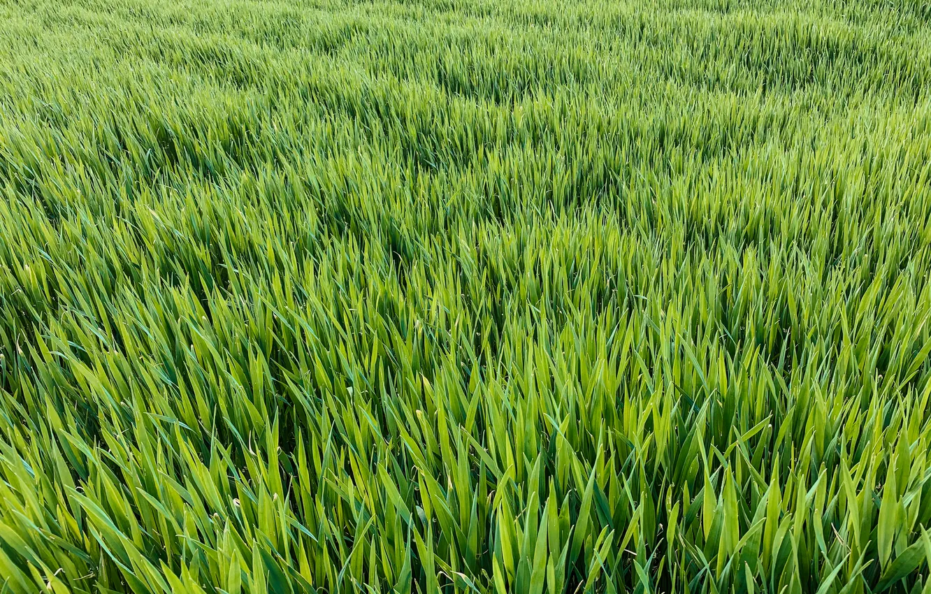 Фото обои green, grass, pattern