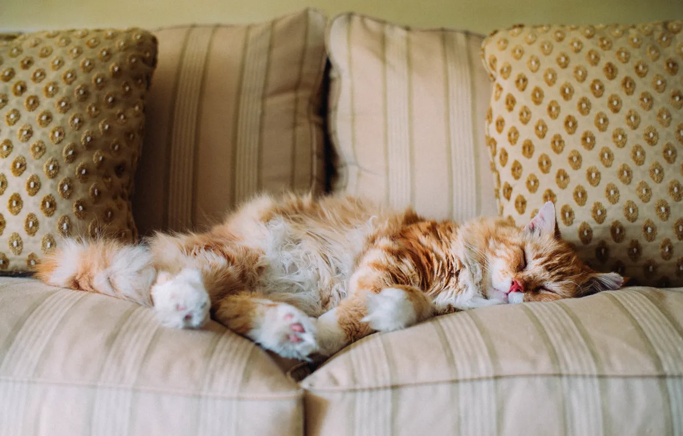 Фото обои кошка, диван, спит, рыжая