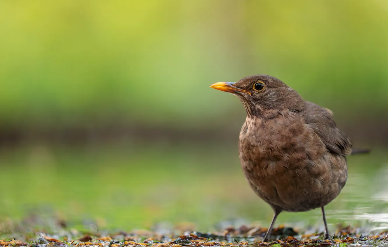 Фото обои макро, птица, дрозд, Настоящие дрозды, Real thrushes, Род воробьиных